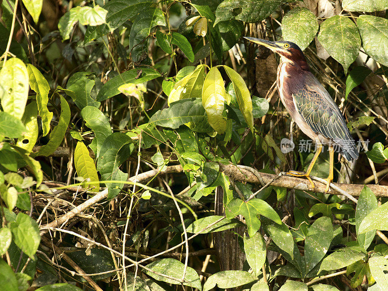 大自然背景与绿鹭(butortuguero virescens)坐在一棵树上，托图盖罗国家公园，哥斯达黎加